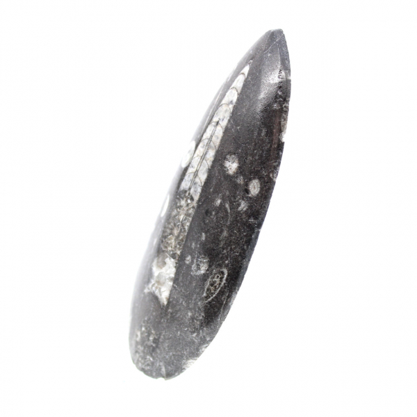 Orthoceras fossile