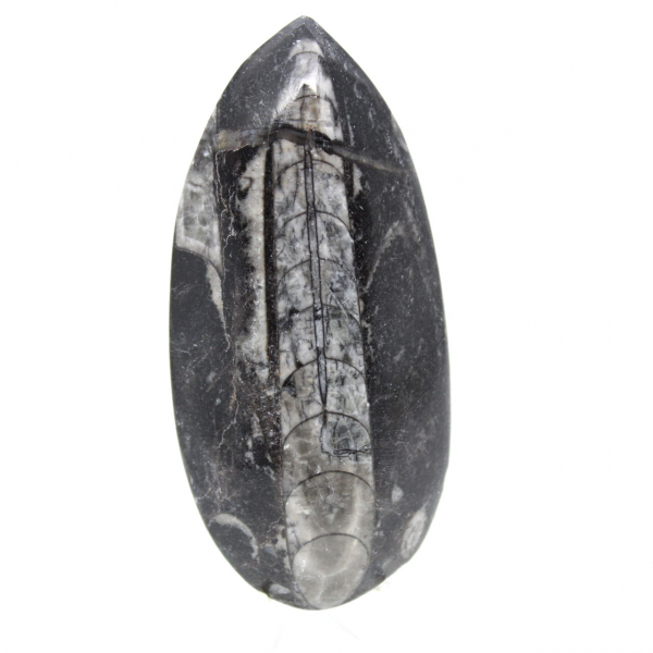 Orthoceras fossile dal Marocco