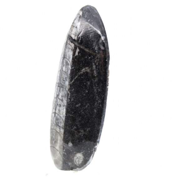 Orthoceras fossile dal Marocco
