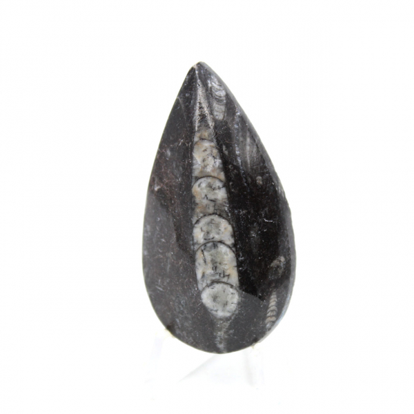 Orthoceras fossile