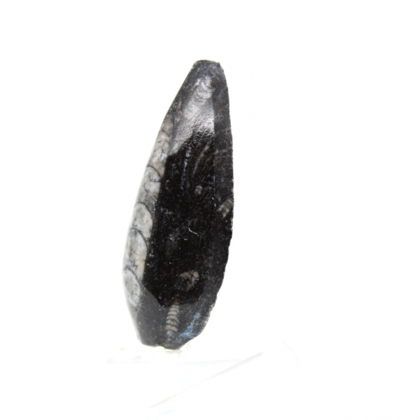 Orthoceras fossile
