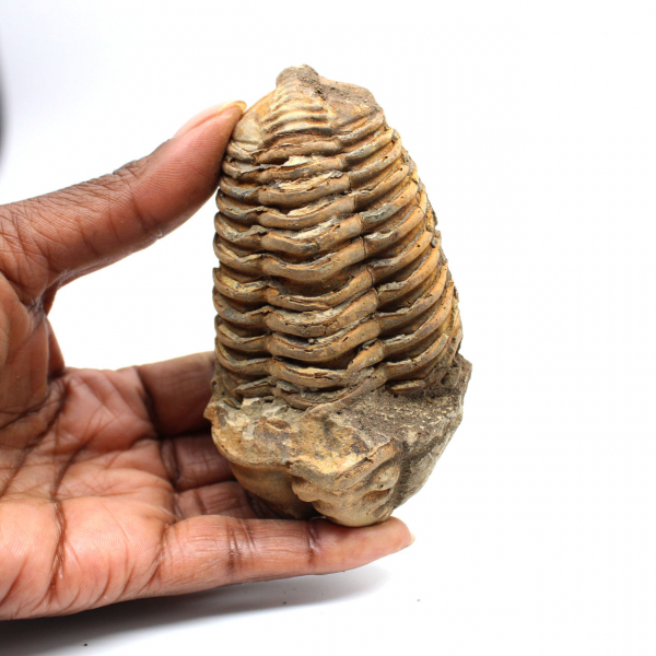 Trilobite fossile