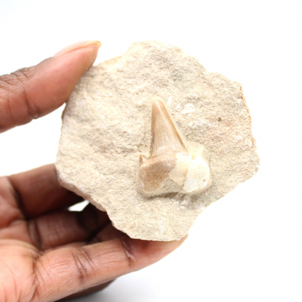 Dente fossile di Otodus
