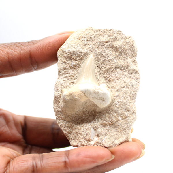 Dente fossile di Otodus