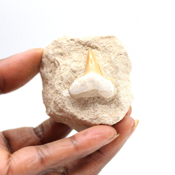 Dente fossile di Otodus dal Marocco