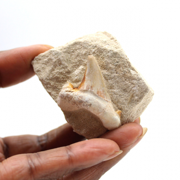 Dente fossile di Otodus