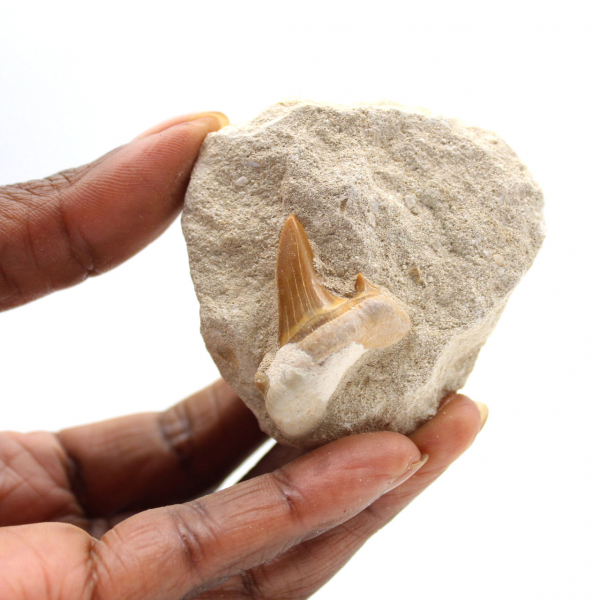 Dente fossile di Otodus