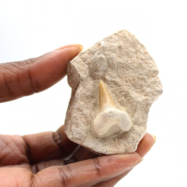 Dente fossile di Otodus dal Marocco