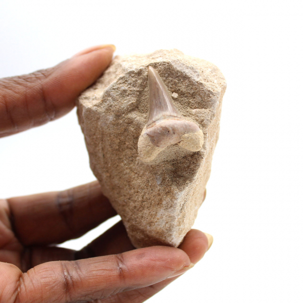 Dente fossile di Otodus