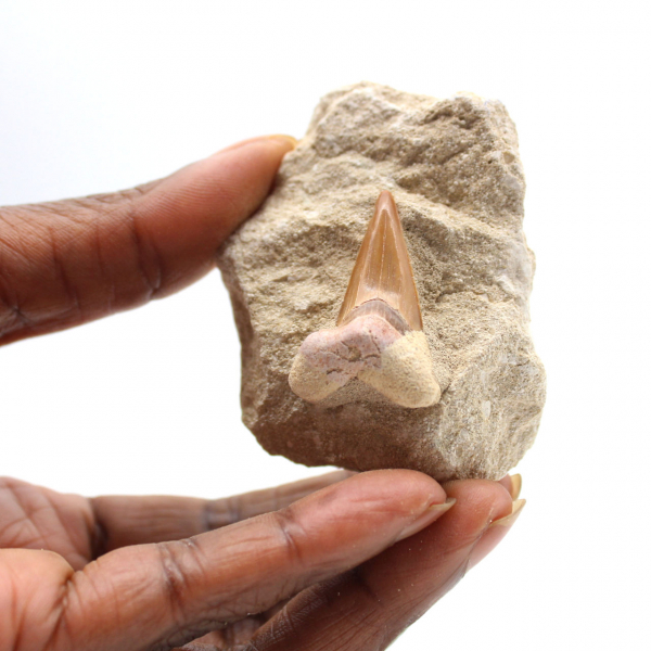 Dente fossile di Otodus dal Marocco