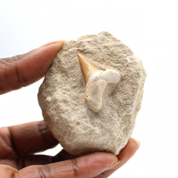 Dente fossile di Otodus
