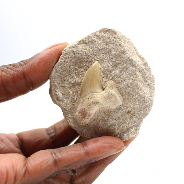 Dente fossile di Otodus dal Marocco