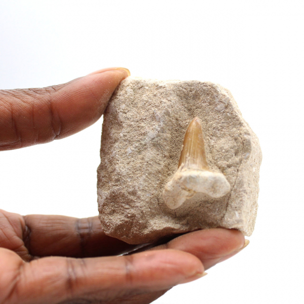 Dente fossile di Otodus