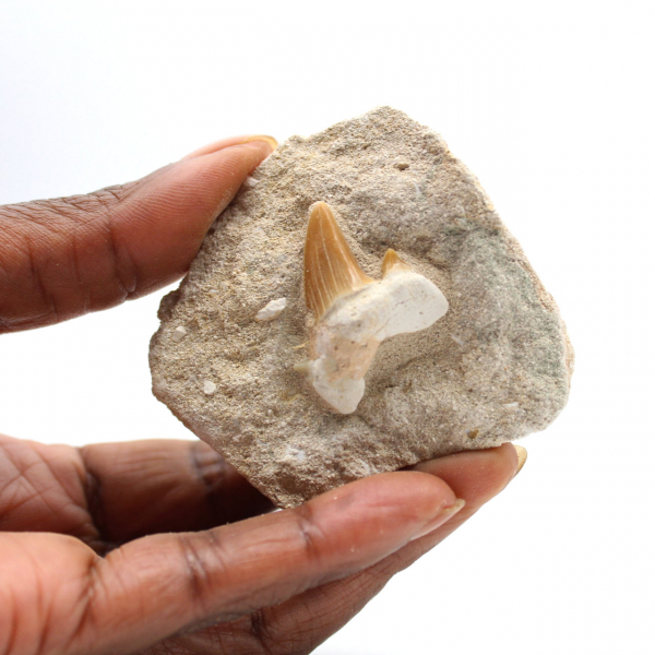 Dente fossile di Otodus dal Marocco