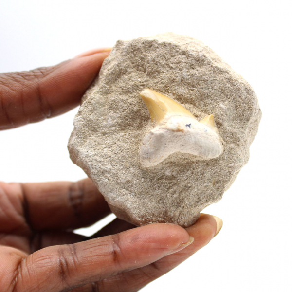 Dente fossile di Otodus