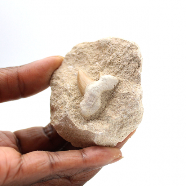 Dente fossile di Otodus
