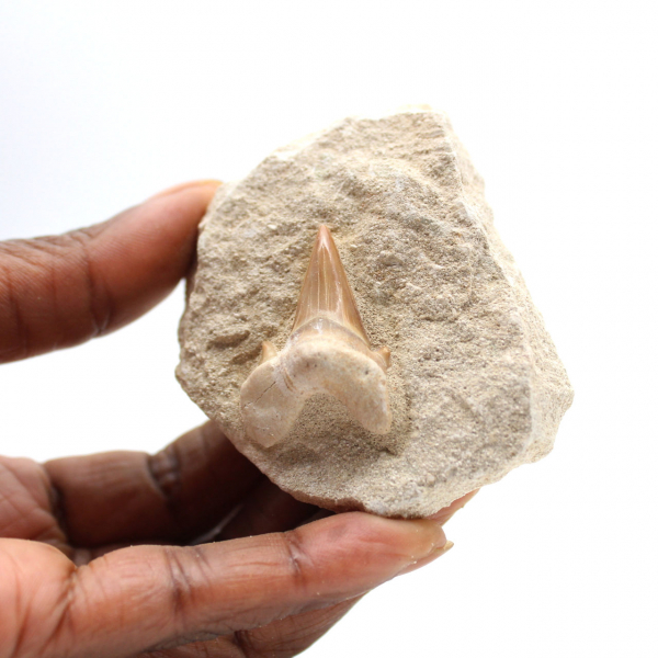 Dente fossile di Otodus dal Marocco