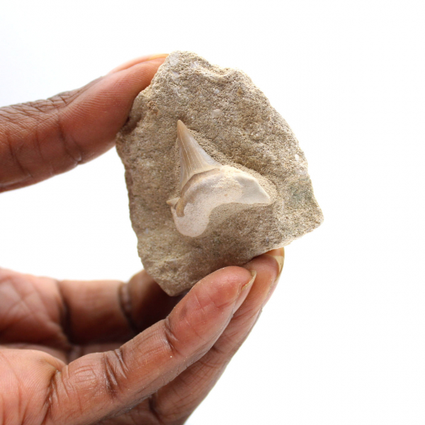 Dente fossile di Otodus dal Marocco