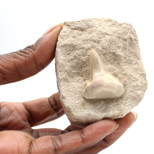 Dente fossile di Otodus dal Marocco
