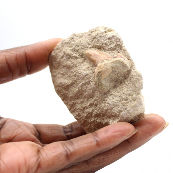 Dente fossile di Otodus