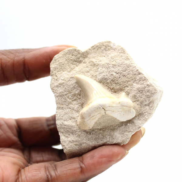 Dente fossile di Otodus dal Marocco