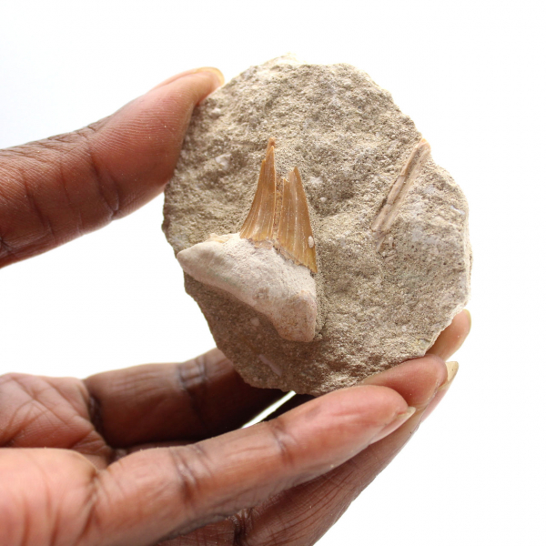 Dente fossile di Otodus