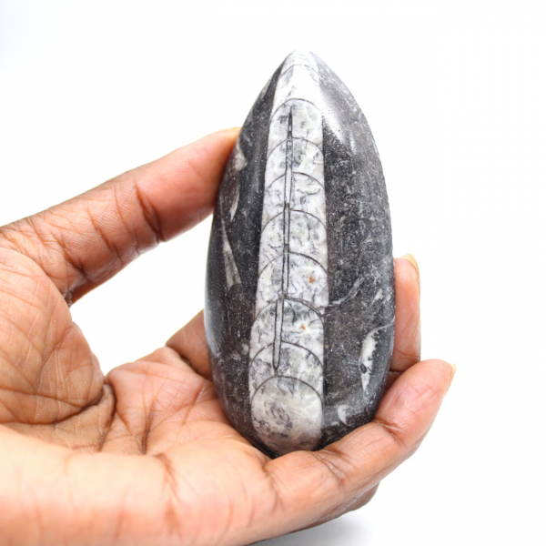 Orthoceras fossile dal Marocco