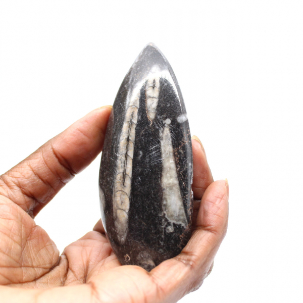 Orthoceras fossile dal Marocco