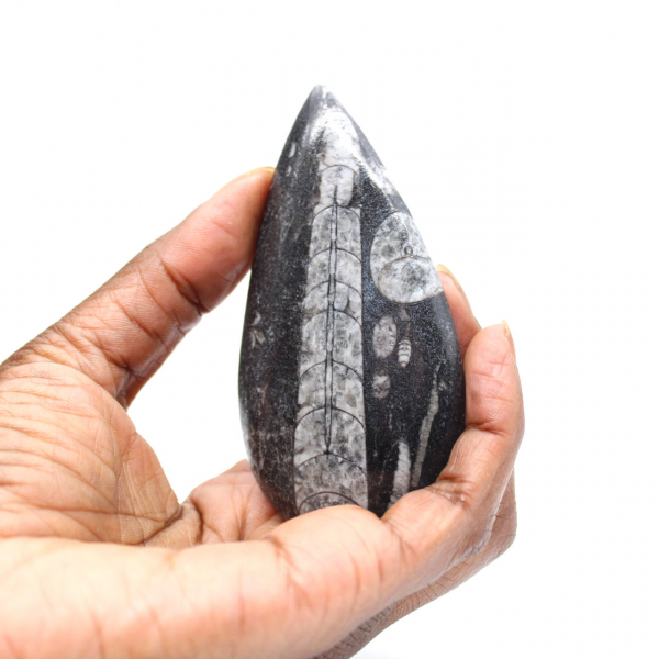 Orthoceras fossile
