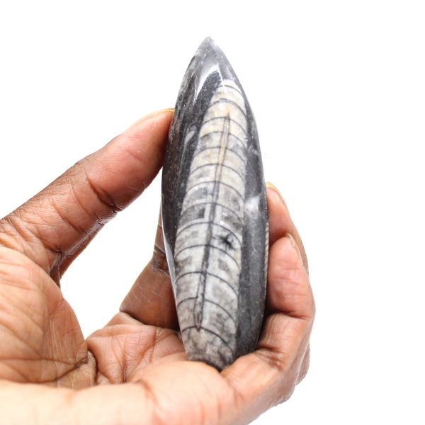 Orthoceras fossile dal Marocco