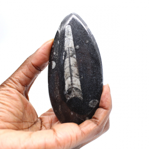 Orthoceras fossile dal Marocco