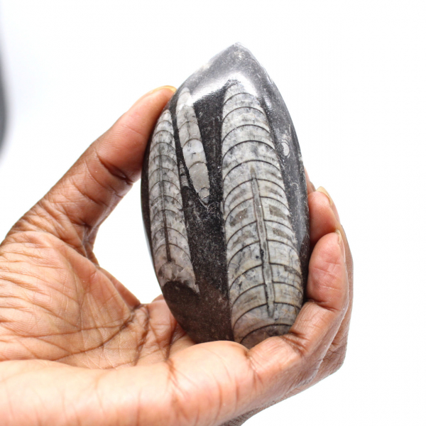 Orthoceras fossile