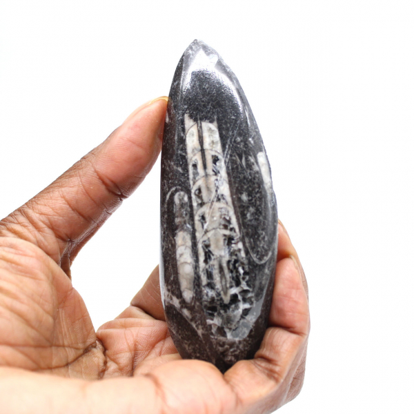 Orthoceras fossile