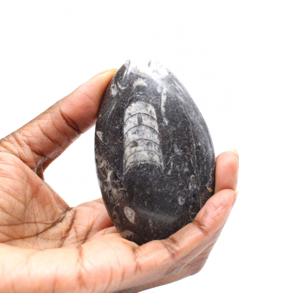 Orthoceras fossile dal Marocco