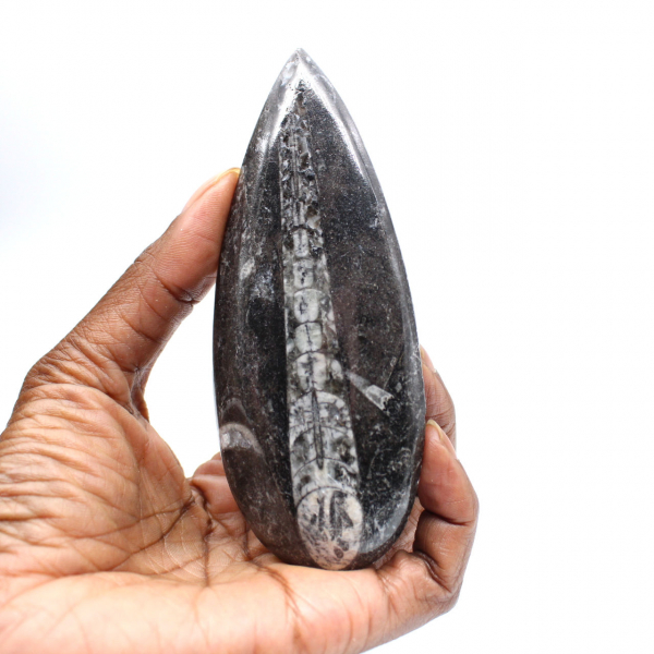 Orthoceras fossile