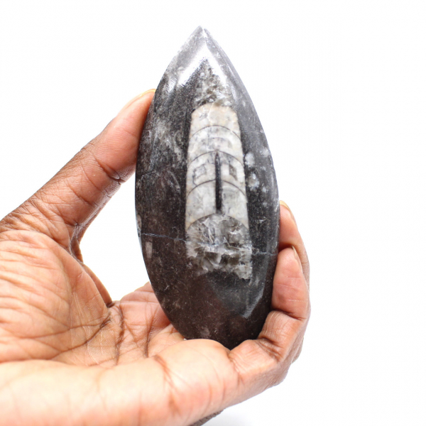 Orthoceras fossile dal Marocco