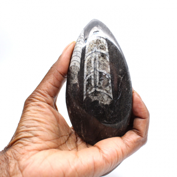Orthoceras fossile