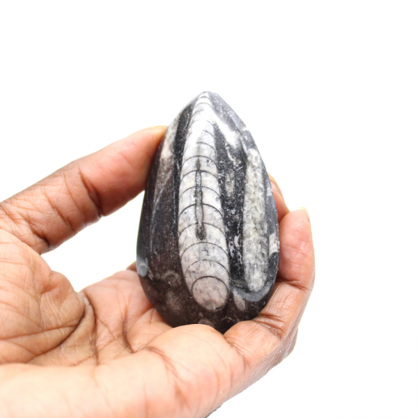 Orthoceras fossile dal Marocco