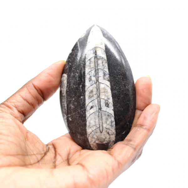Orthoceras fossile