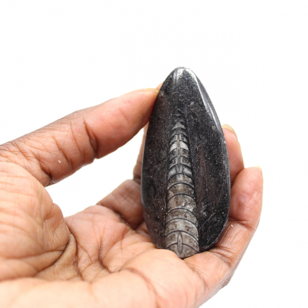 Orthoceras fossile dal Marocco