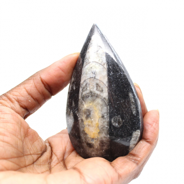 Orthoceras fossile
