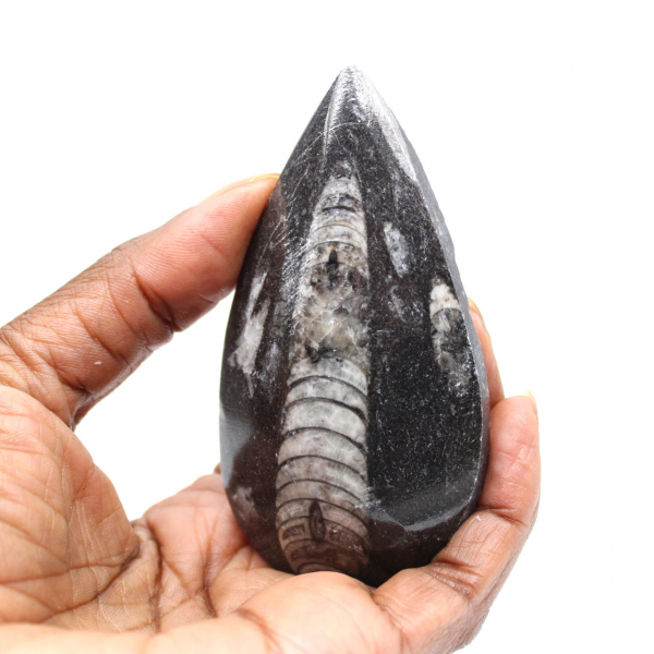 Orthoceras fossile dal Marocco