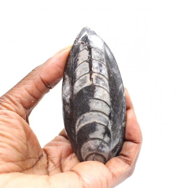 Orthoceras fossile