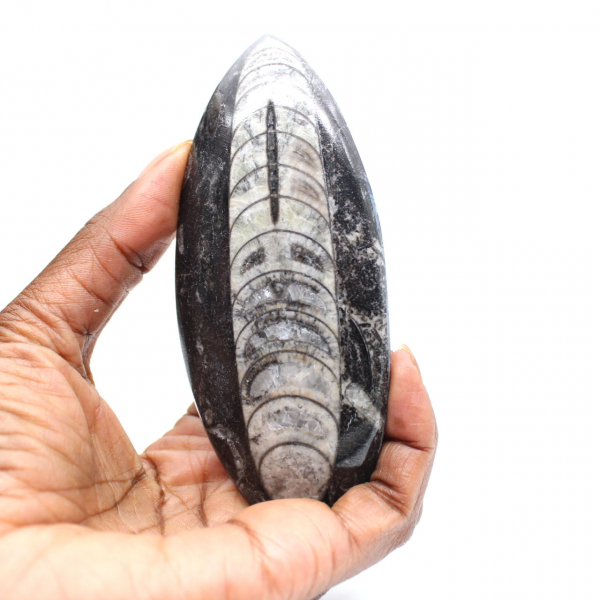 Orthoceras fossile dal Marocco