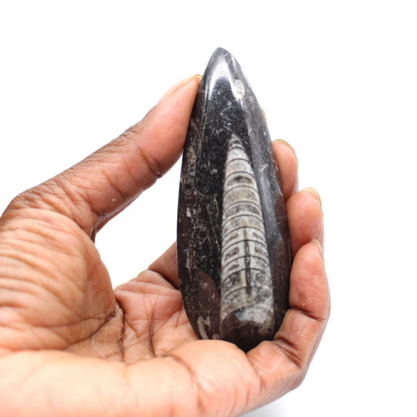 Orthoceras fossile dal Marocco