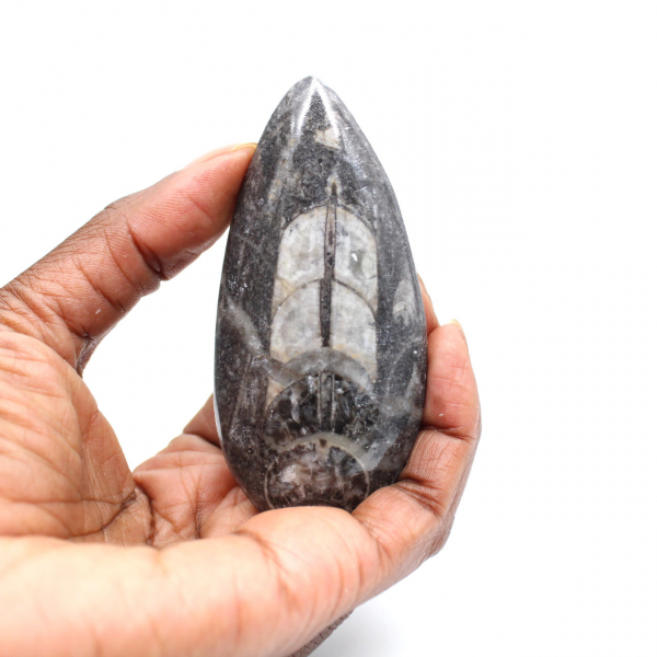 Orthoceras fossile