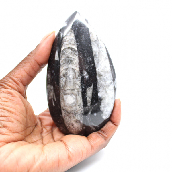 Orthoceras fossile
