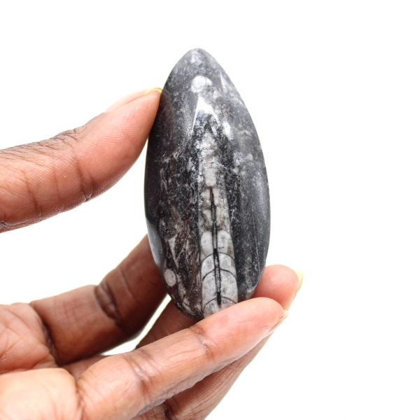 Orthoceras fossile