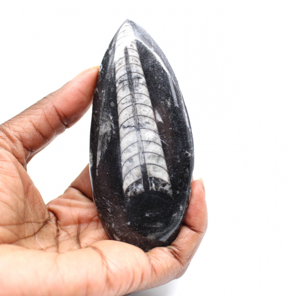 Orthoceras fossile dal Marocco