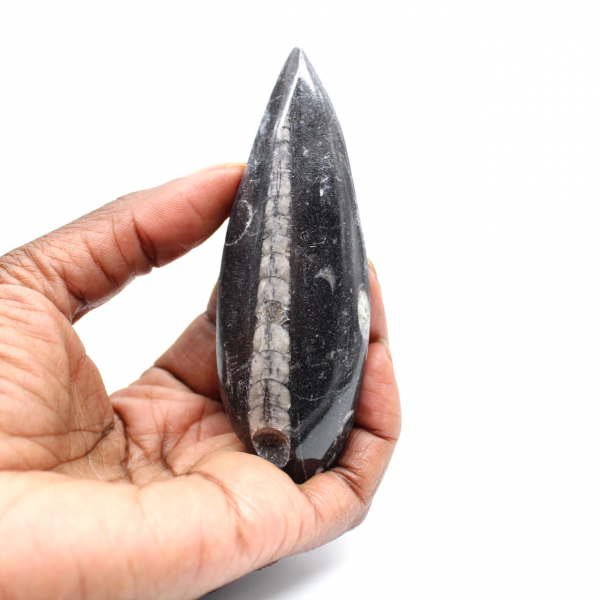 Orthoceras fossile